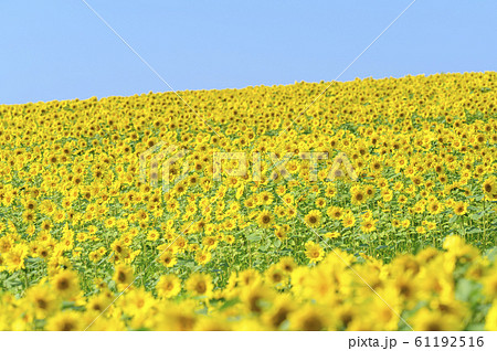 一面のひまわり畑と青空 一面のひまわり畑と青空 61192516