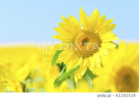 一面のひまわり畑と青空 一面のひまわり畑と青空 61192518