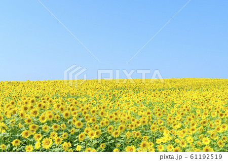 一面のひまわり畑と青空 一面のひまわり畑と青空 61192519
