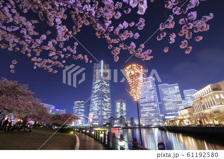 横浜みなとみらい21の桜 横浜みなとみらい21の桜 61192580