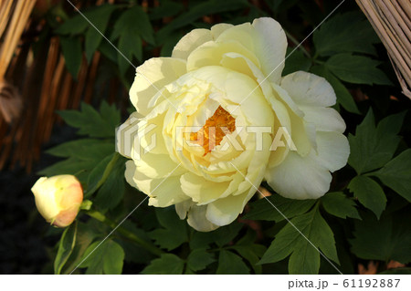 美しく花開いた上野東照宮ぼたん苑の黄色い冬牡丹（6） 61192887