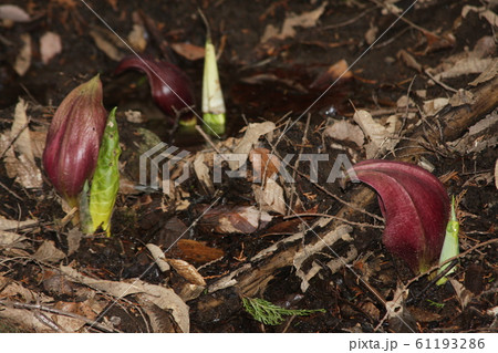 ザゼンソウ 61193286