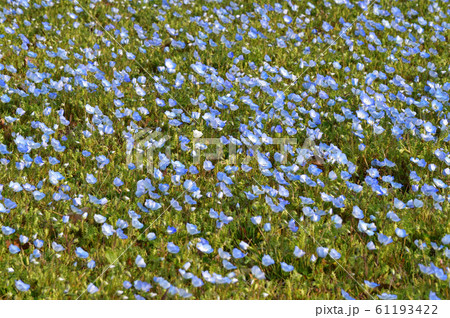 沢山のネモフィラの青い花が一面に咲く草地をハイアングルで撮影した写真 61193422