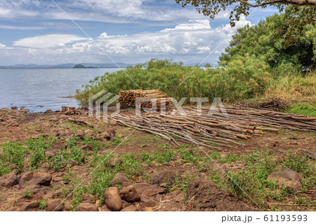 shore of Lake Tana in Ethiopia shore of Lake Tana in Ethiopia 61193593