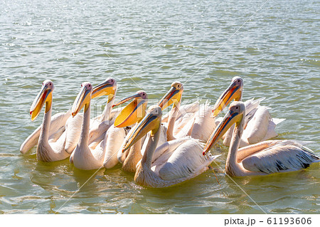 Great White Pelicans, Ethiopia, Africa wildlife Great White Pelicans, Ethiopia, Africa wildlife 61193606