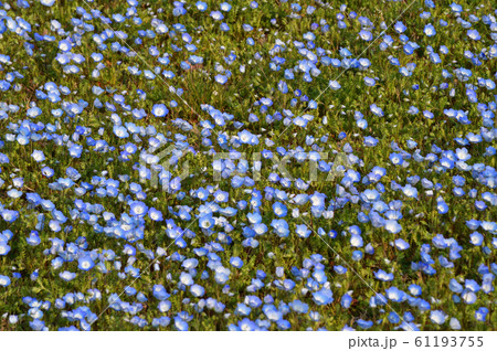 沢山のネモフィラの青い花が咲く草地のネモフィラの花をハイアングルで撮影した写真 沢山のネモフィラの青い花が咲く草地のネモフィラの花をハイアングルで撮影した写真 61193755