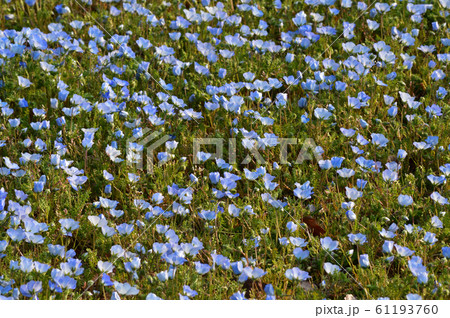 沢山のネモフィラの青い花が咲く草地のネモフィラの花をハイアングルで撮影した写真 沢山のネモフィラの青い花が咲く草地のネモフィラの花をハイアングルで撮影した写真 61193760