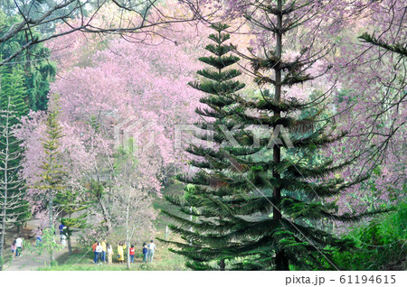 wild himalayan cherry or prunus cerasoides and 61194615