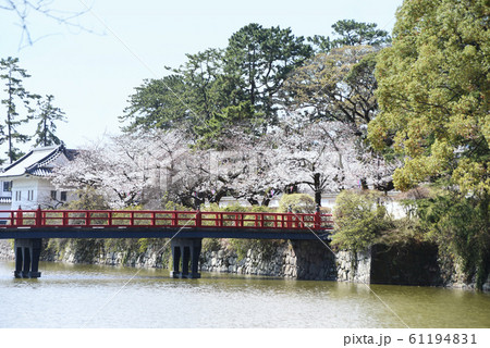 小田原城址公園 桜 小田原城址公園 桜 61194831