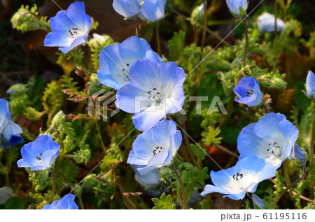 沢山のネモフィラの青い花が咲く草地のネモフィラの花をアップで撮影した写真 61195116