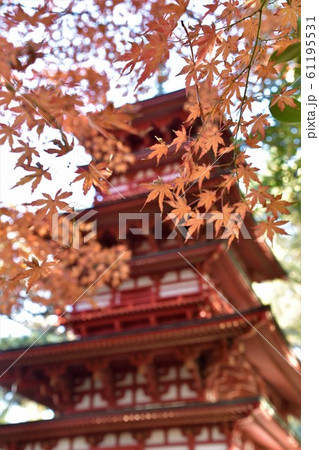 紅葉の松籟庵　三重塔　茅ヶ崎市　 61195531