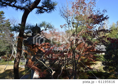 紅葉の松籟庵 茅ヶ崎市 紅葉の松籟庵 茅ヶ崎市 61195616