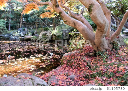 紅葉の松籟庵　茅ヶ崎市　 61195780