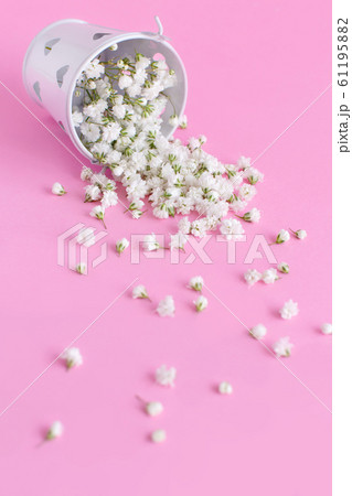 Small white flowers in a bucket on a pink 61195882