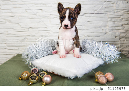 Basenji puppy dog on a white fluffy pillow Basenji puppy dog on a white fluffy pillow 61195973