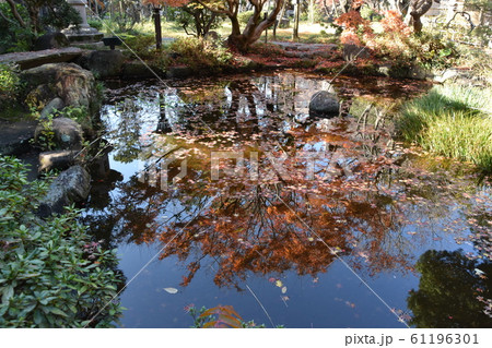 紅葉の松籟庵　茅ヶ崎市　 61196301