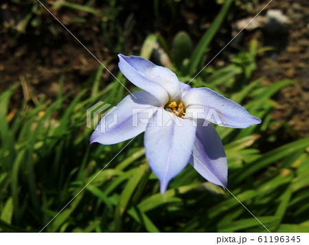 ハナニラの花 薄青色 ハナニラの花 薄青色 61196345