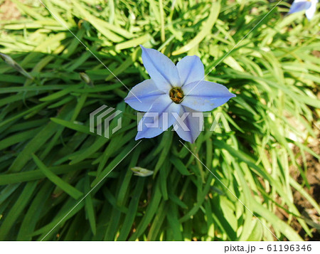 ハナニラの花 薄青色 ハナニラの花 薄青色 61196346