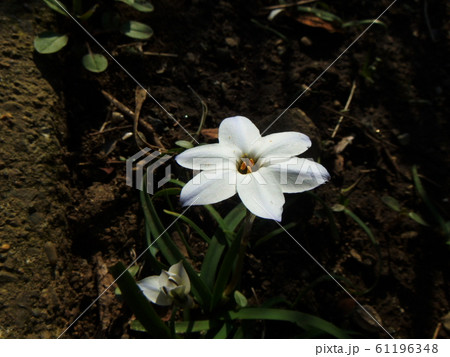 ハナニラの花 白色 ハナニラの花 白色 61196348