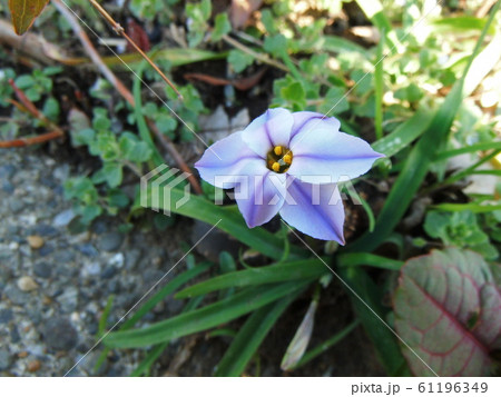 ハナニラの花　薄青色 61196349