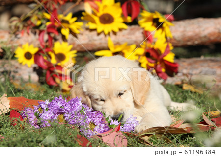 Autumn Golden retriever lying 61196384