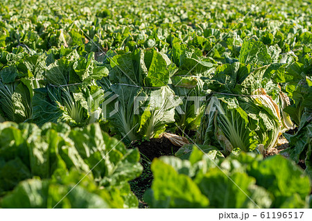 白菜 栽培 12月 越冬の写真素材