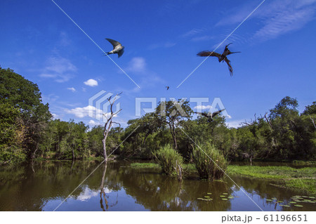 Wild landscape with swallow in Kruger National 61196651