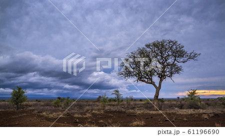 Savannah landscape in Kruger National park, South 61196690