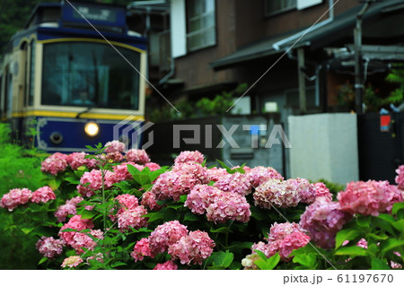 江ノ電とアサガオ 61197670