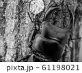 オオクワガタの白黒イメージ 61198021