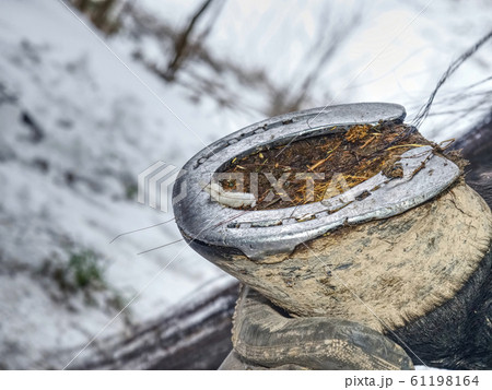 Removing of worn out horseshoes within snow in 61198164