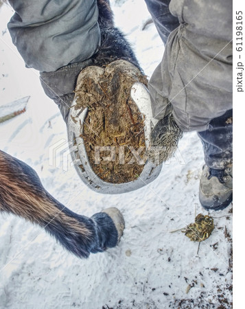 Removing of worn out horseshoes within snow in 61198165