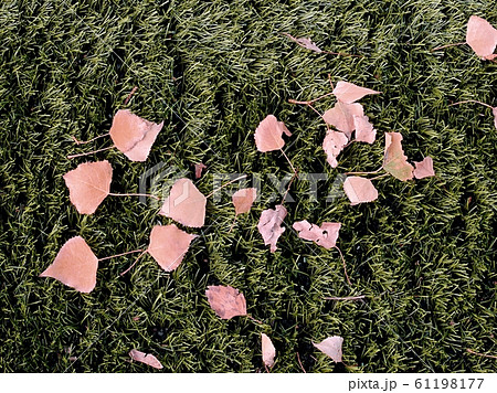 Green Artificial Grass with white lines around Green Artificial Grass with white lines around 61198177