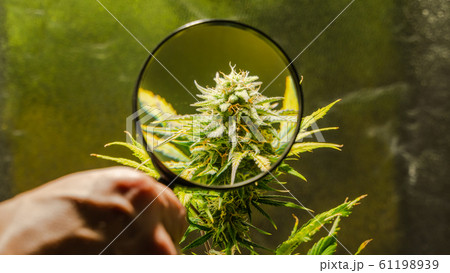 Close-up of medical marijuana female plant in 61198939