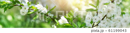 blurred plum tree background in bloom in spring 61199043