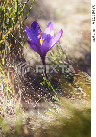 Crocus flower 61199480