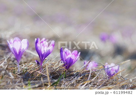 Crocus flowers Crocus flowers 61199482