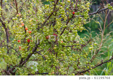 unripe currant berries on a branch on a bush 61199768