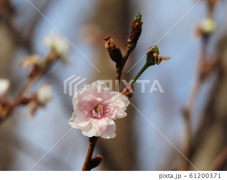 子福桜 コブクザクラ 　Prunus × kobuku-zakura 61200371