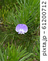 Psoralea pinnata（GRAPE SODA PLANT） 61200712