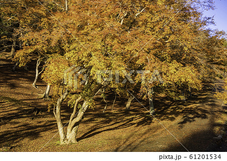 （静岡県）修善寺自然公園もみじ林　紅葉のカーペット 61201534