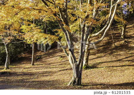 （静岡県）修善寺自然公園もみじ林　紅葉のカーペット 61201535