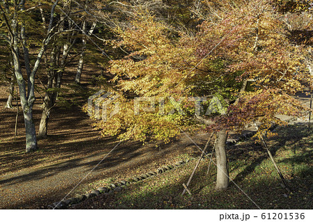 （静岡県）修善寺自然公園もみじ林　紅葉のカーペット 61201536