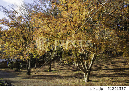 （静岡県）修善寺自然公園もみじ林　紅葉のカーペット 61201537