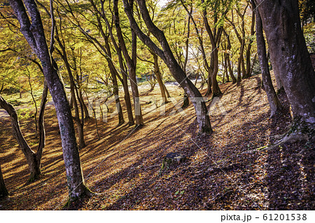 （静岡県）修善寺自然公園もみじ林　紅葉のカーペット 61201538
