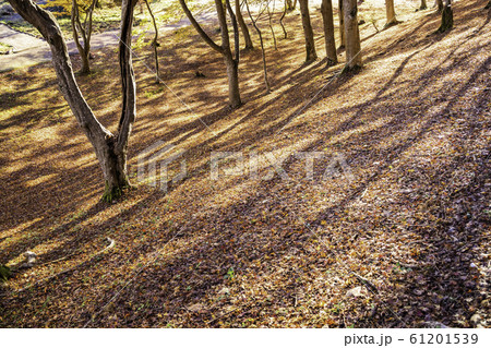 (静岡県)修善寺自然公園もみじ林 紅葉のカーペット (静岡県)修善寺自然公園もみじ林 紅葉のカーペット 61201539