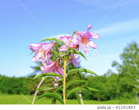 青空とヒメサユリ 青空とヒメサユリ 61201863