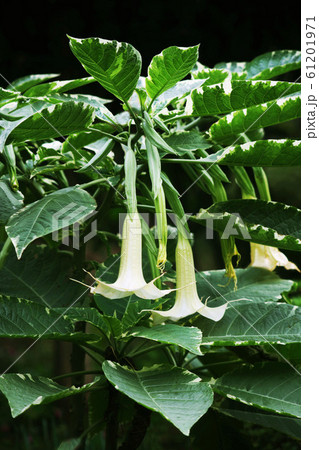 斑入りエンジェルトランペットの花の写真素材
