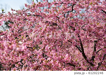 桜 61202246
