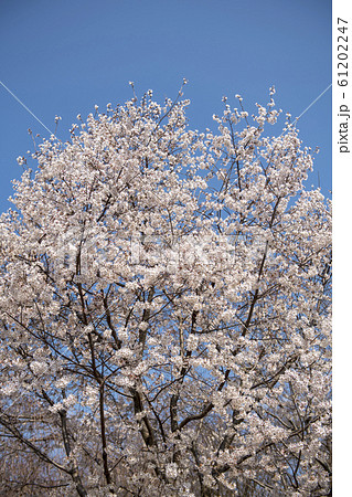 桜 61202247